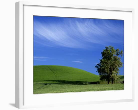 Lone Tree in Wheatfield, Whitman County, Washington, USA-Julie Eggers-Framed Photographic Print