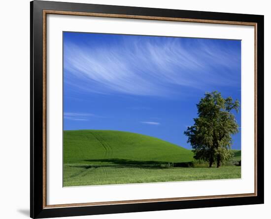 Lone Tree in Wheatfield, Whitman County, Washington, USA-Julie Eggers-Framed Photographic Print