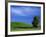 Lone Tree in Wheatfield, Whitman County, Washington, USA-Julie Eggers-Framed Photographic Print