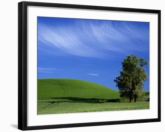 Lone Tree in Wheatfield, Whitman County, Washington, USA-Julie Eggers-Framed Photographic Print