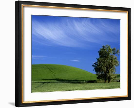 Lone Tree in Wheatfield, Whitman County, Washington, USA-Julie Eggers-Framed Photographic Print