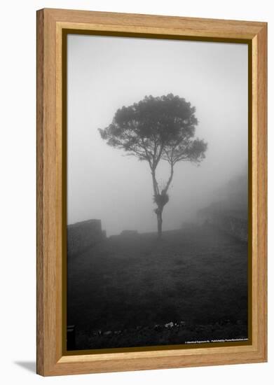 Lone Tree Macchu Picchu Peru-null-Framed Stretched Canvas