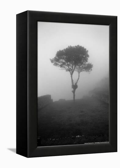 Lone Tree Macchu Picchu Peru-null-Framed Stretched Canvas