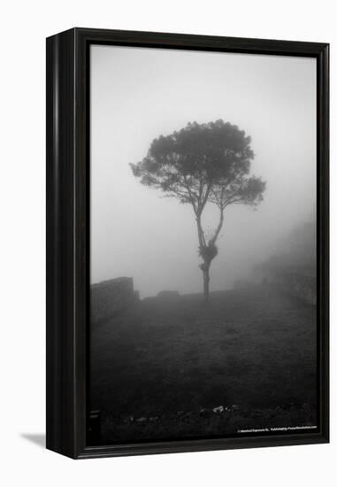 Lone Tree Macchu Picchu Peru-null-Framed Stretched Canvas