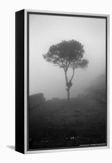 Lone Tree Macchu Picchu Peru-null-Framed Stretched Canvas