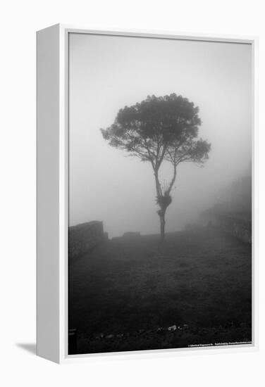 Lone Tree Macchu Picchu Peru-null-Framed Stretched Canvas