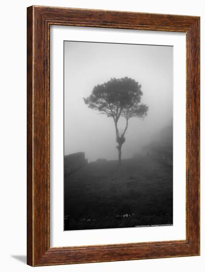 Lone Tree Macchu Picchu Peru-null-Framed Photo