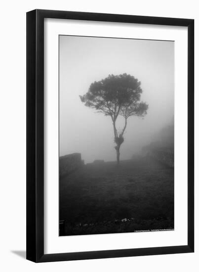 Lone Tree Macchu Picchu Peru-null-Framed Photo