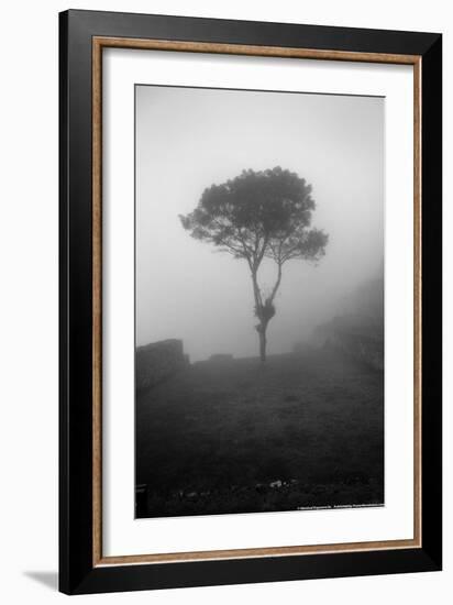 Lone Tree Macchu Picchu Peru-null-Framed Photo