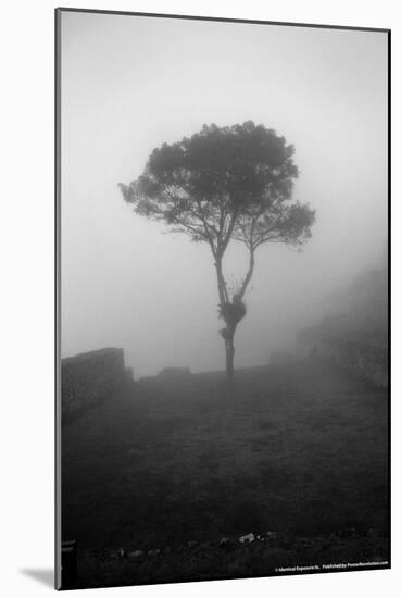 Lone Tree Macchu Picchu Peru-null-Mounted Photo