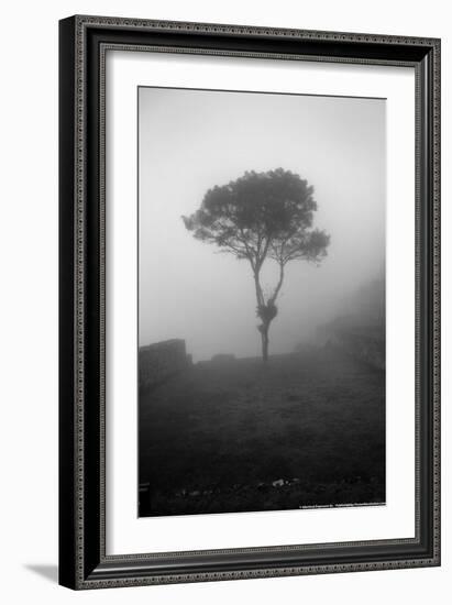 Lone Tree Macchu Picchu Peru-null-Framed Photo