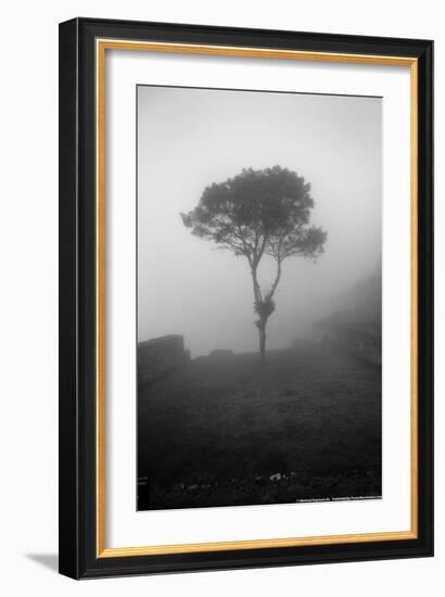 Lone Tree Macchu Picchu Peru-null-Framed Photo