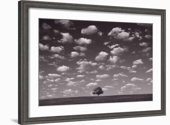 Lone Tree Morning In BW-Steve Gadomski-Framed Photographic Print