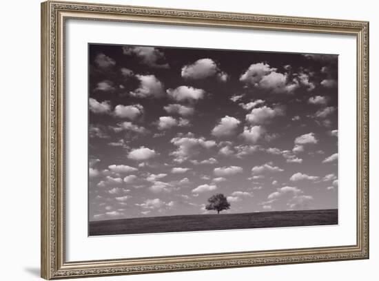 Lone Tree Morning In BW-Steve Gadomski-Framed Photographic Print