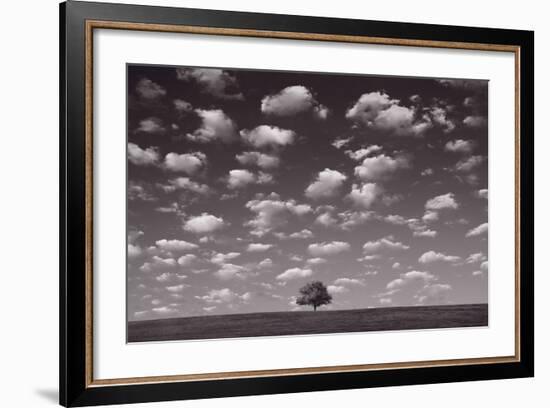 Lone Tree Morning In BW-Steve Gadomski-Framed Photographic Print
