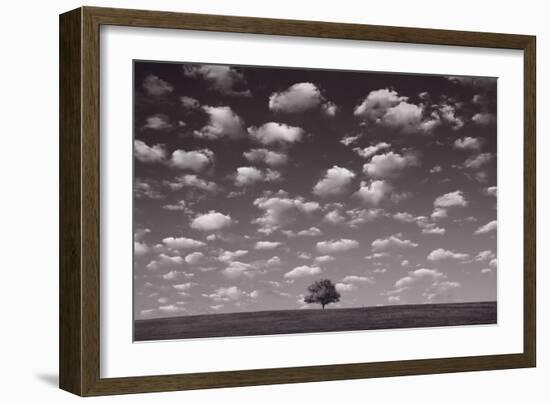 Lone Tree Morning In BW-Steve Gadomski-Framed Photographic Print