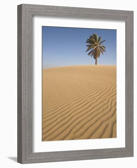 Lone Tree on Dune, Sahara Desert, Merzouga, Morocco, North Africa, Africa-Kim Walker-Framed Photographic Print