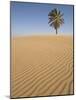 Lone Tree on Dune, Sahara Desert, Merzouga, Morocco, North Africa, Africa-Kim Walker-Mounted Photographic Print