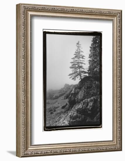 Lone Tree-Laura Denardo-Framed Photographic Print