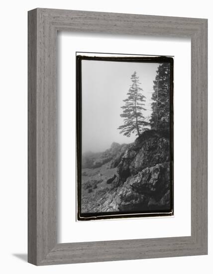 Lone Tree-Laura Denardo-Framed Photographic Print