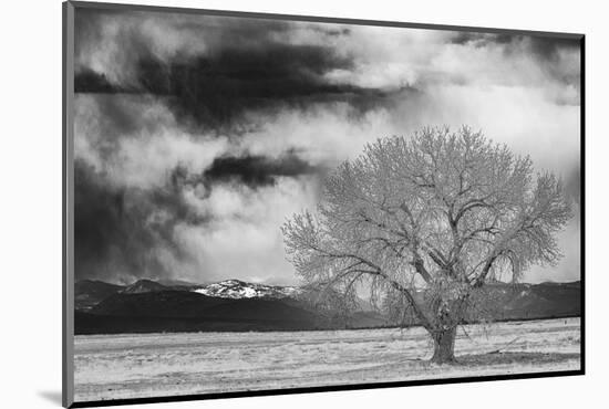 Lone tree-George Theodore-Mounted Photographic Print