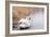 Lone White Swan Looking Back at Onlooker-beyond_a_snapshot-Framed Photographic Print