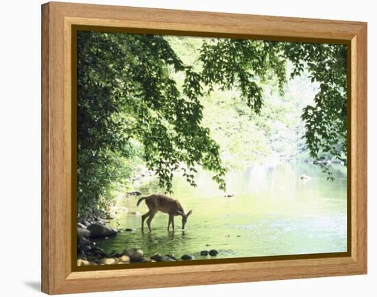 Lone White-Tailed Deer Drinking Water from Banks of Cheat River-John Dominis-Framed Premier Image Canvas