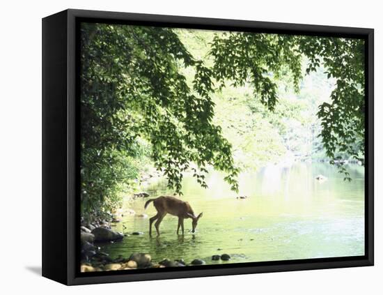 Lone White-Tailed Deer Drinking Water from Banks of Cheat River-John Dominis-Framed Premier Image Canvas