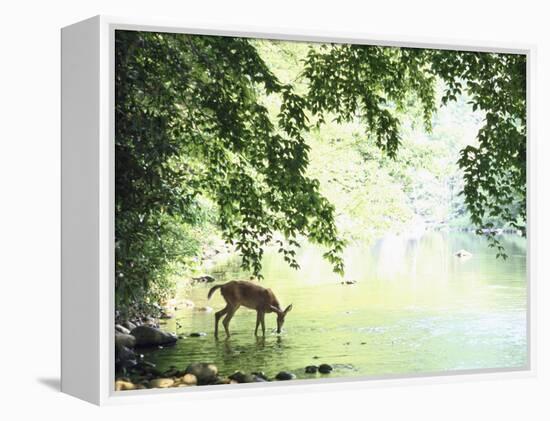 Lone White-Tailed Deer Drinking Water from Banks of Cheat River-John Dominis-Framed Premier Image Canvas