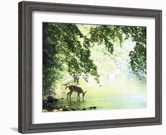 Lone White-Tailed Deer Drinking Water from Banks of Cheat River-John Dominis-Framed Photographic Print