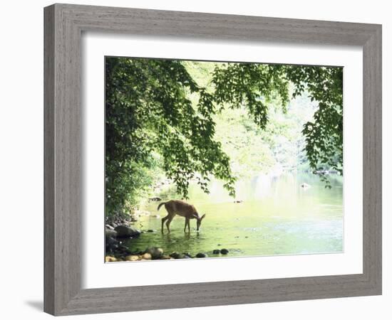 Lone White-Tailed Deer Drinking Water from Banks of Cheat River-John Dominis-Framed Photographic Print