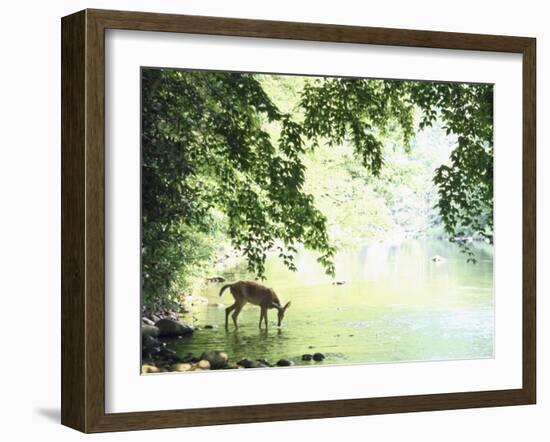 Lone White-Tailed Deer Drinking Water from Banks of Cheat River-John Dominis-Framed Photographic Print