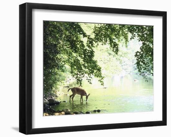 Lone White-Tailed Deer Drinking Water from Banks of Cheat River-John Dominis-Framed Photographic Print