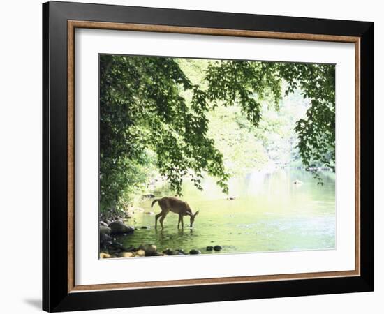 Lone White-Tailed Deer Drinking Water from Banks of Cheat River-John Dominis-Framed Photographic Print