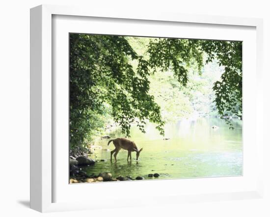 Lone White-Tailed Deer Drinking Water from Banks of Cheat River-John Dominis-Framed Photographic Print