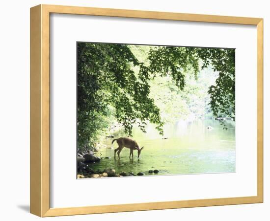 Lone White-Tailed Deer Drinking Water from Banks of Cheat River-John Dominis-Framed Photographic Print