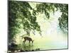 Lone White-Tailed Deer Drinking Water from Banks of Cheat River-John Dominis-Mounted Photographic Print