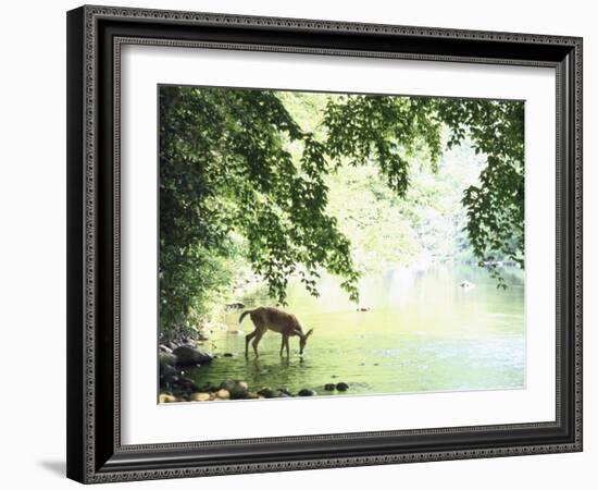 Lone White-Tailed Deer Drinking Water from Banks of Cheat River-John Dominis-Framed Photographic Print