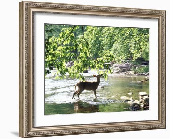 Lone White-Tailed Deer Nibbling Young Oak Leaves From Banks of Cheat River-John Dominis-Framed Photographic Print