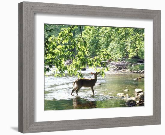 Lone White-Tailed Deer Nibbling Young Oak Leaves From Banks of Cheat River-John Dominis-Framed Photographic Print