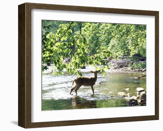 Lone White-Tailed Deer Nibbling Young Oak Leaves From Banks of Cheat River-John Dominis-Framed Photographic Print