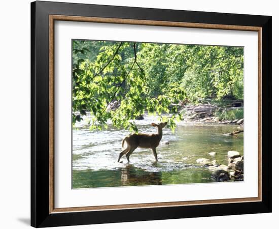 Lone White-Tailed Deer Nibbling Young Oak Leaves From Banks of Cheat River-John Dominis-Framed Photographic Print