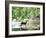 Lone White-Tailed Deer Nibbling Young Oak Leaves From Banks of Cheat River-John Dominis-Framed Photographic Print