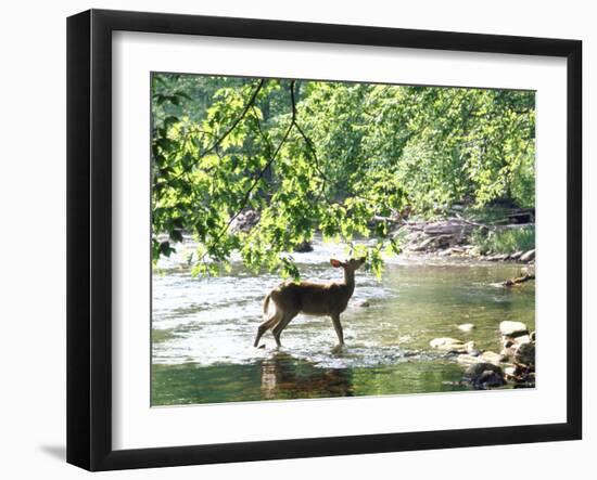 Lone White-Tailed Deer Nibbling Young Oak Leaves From Banks of Cheat River-John Dominis-Framed Photographic Print