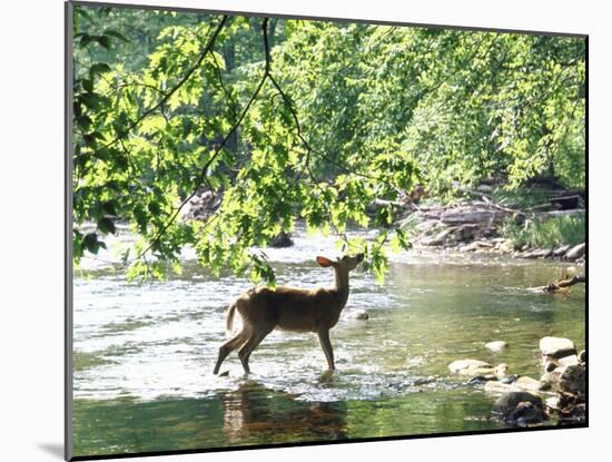 Lone White-Tailed Deer Nibbling Young Oak Leaves From Banks of Cheat River-John Dominis-Mounted Photographic Print