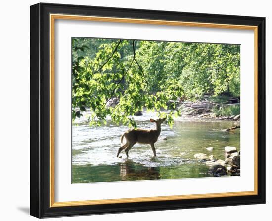 Lone White-Tailed Deer Nibbling Young Oak Leaves From Banks of Cheat River-John Dominis-Framed Photographic Print