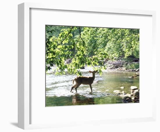 Lone White-Tailed Deer Nibbling Young Oak Leaves From Banks of Cheat River-John Dominis-Framed Photographic Print