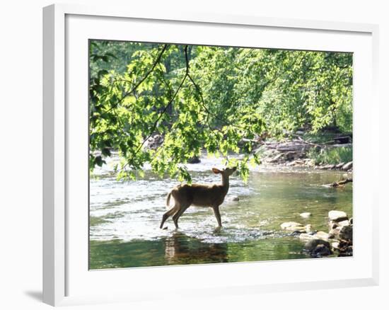 Lone White-Tailed Deer Nibbling Young Oak Leaves From Banks of Cheat River-John Dominis-Framed Photographic Print