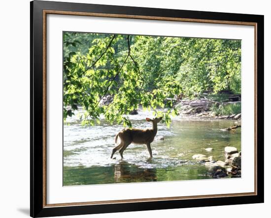 Lone White-Tailed Deer Nibbling Young Oak Leaves From Banks of Cheat River-John Dominis-Framed Photographic Print