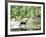 Lone White-Tailed Deer Nibbling Young Oak Leaves From Banks of Cheat River-John Dominis-Framed Photographic Print